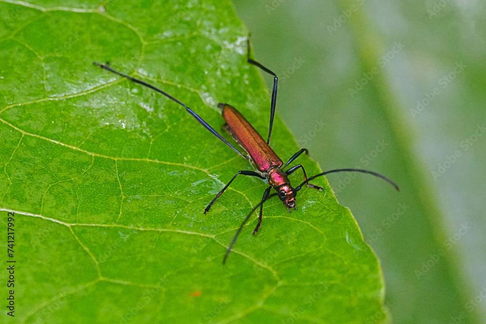 Naklejka premium カミキリムシ