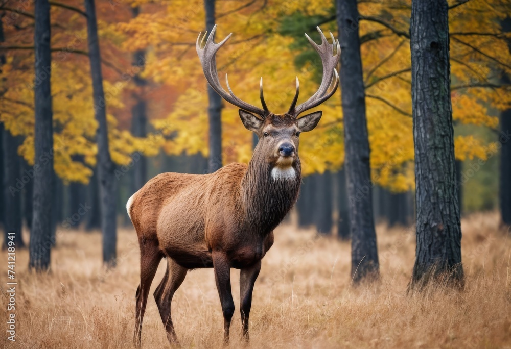 Obraz premium Powerful adult red deer stag in autumn fall forest