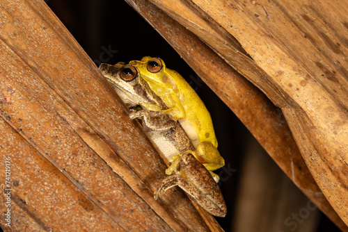 Australian Whirring Tree Frogs mating photo