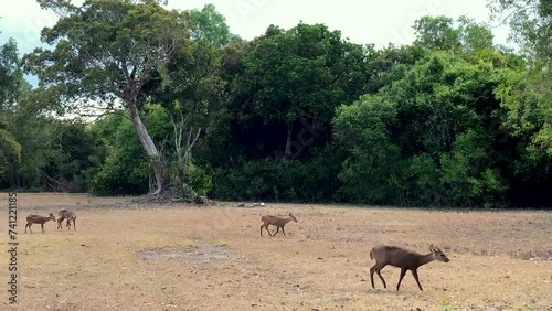 Calamian deer is Busuanga palawan. Roaming around in their habitat as they are Conservation and Ecotourisim for the Survival of Endemic Species photo