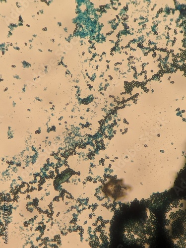 Fotografie Zoology histology microscopy collection arthropod mite tick tissue muscle connec