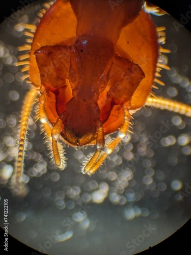 Fotografie Zoology histology microscopy collection arthropod mite tick tissue muscle connec