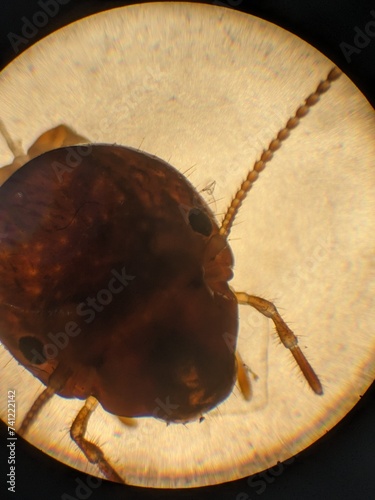 Fotografie Zoology histology microscopy collection arthropod mite tick tissue muscle connec