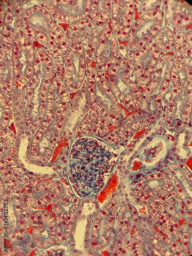 Photos Zoology histology microscopy collection arthropod mite tick tissue muscle connec