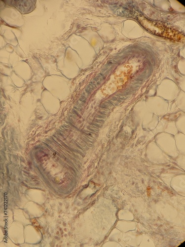 Fotografija Zoology histology microscopy collection arthropod mite tick tissue muscle connec