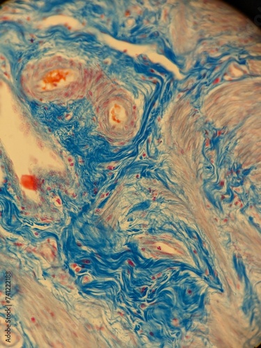 Fotografie Zoology histology microscopy collection arthropod mite tick tissue muscle connec
