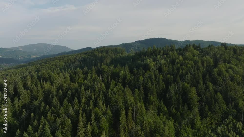 Aerial view rising over evergreen woodland forest of Beskids mountains to reveal vast Carpathians landscape