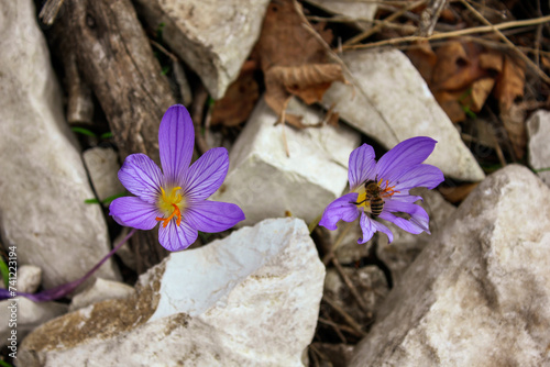 flower on the rocks