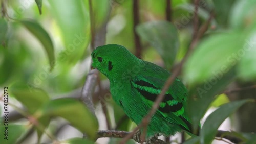 Close up shot of a green broadbill (calyptomena viridis) perched on tree branch amidst in the canopy, preening and grooming its plumage and wondering around its surrounding environment. photo