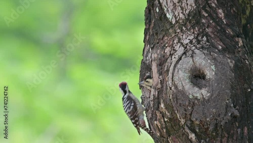 Approaching from behind the tree then it feeds its baby and flies away to get more food, Speckle-breasted Woodpecker Dendropicos poecilolaemus, Thailand photo