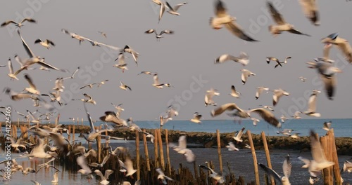 Seagulls flying around in circles at a muddy beach with breakwater made of rocks and bamboos, Thailand photo