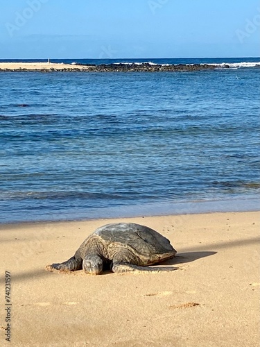 Green sea turtle sleeping on sandy tropical beach near ocean