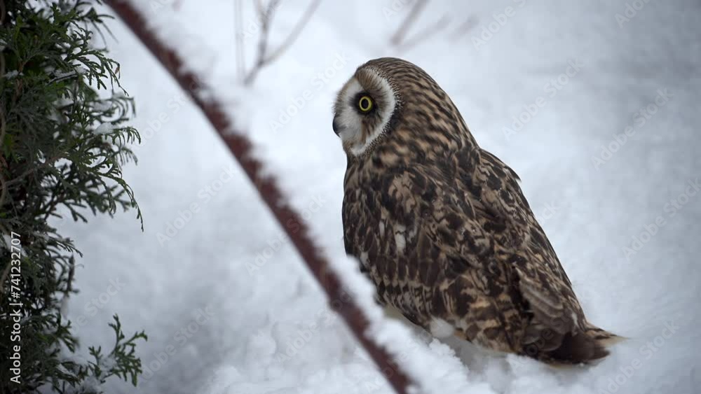 Owl Perched on Snowy Branch Owl Perched on Snowy Branch