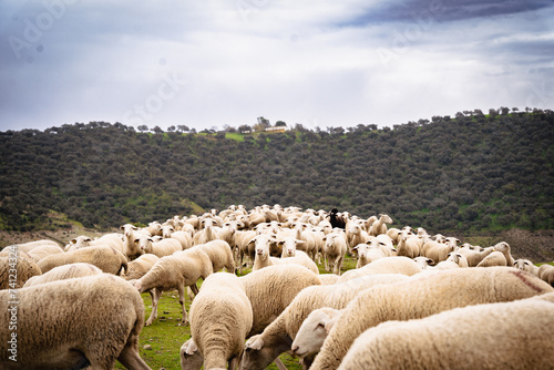 Ovejas y Olivar