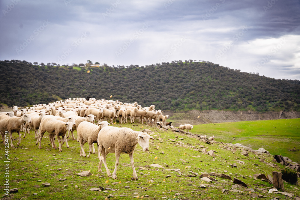 Fototapeta premium Ovejas y Olivar