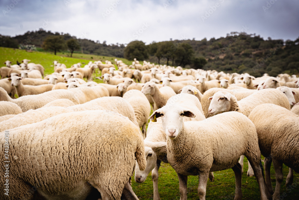 Fototapeta premium Ovejas y Olivar