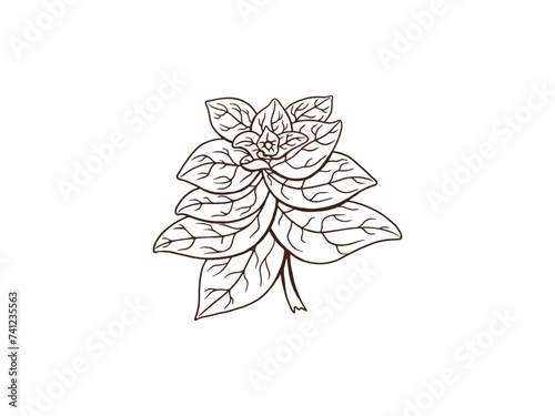 Basil sketch. Hand drawn basil branch outline illustration.