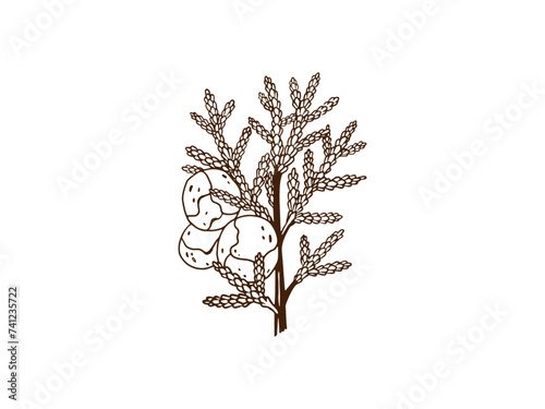 Line art cypress branch drawing
