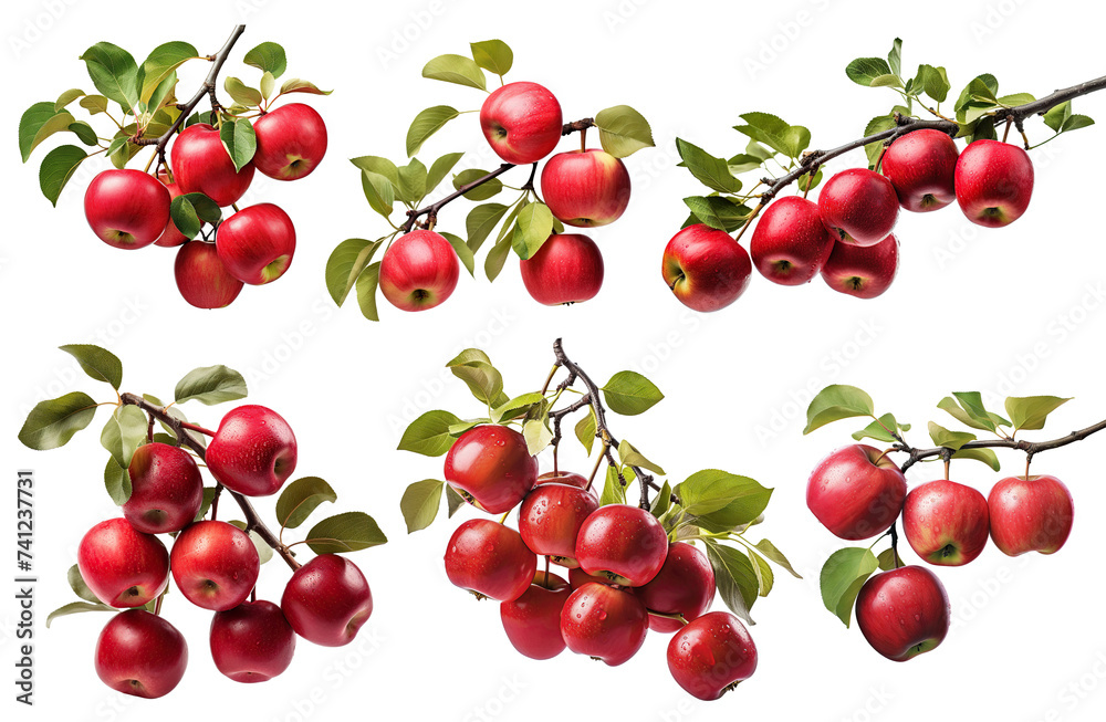 Set of branches of delicious red apples, cut out Set of branches of delicious red apples, cut out