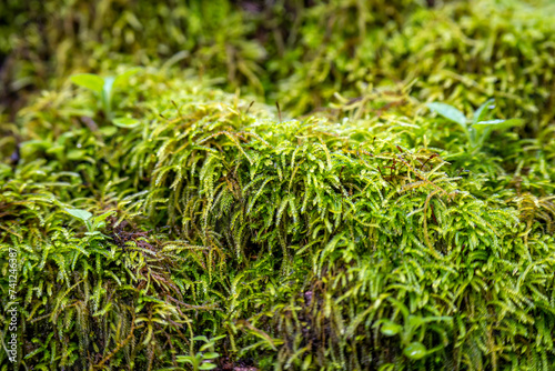 Wild moss in the forest. Henry Cowell Redwoods State Park.