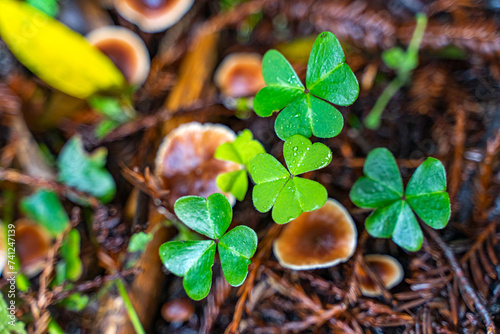 Close-up of Redwood Forest Clover. Henry Cowell Redwoods State Park. photo