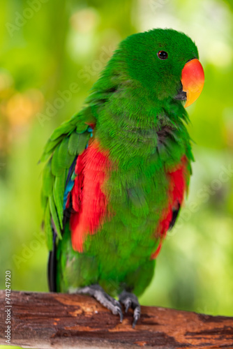 close-up of Parrot Biak Eclectus, 
exotic birds, green parrot photo