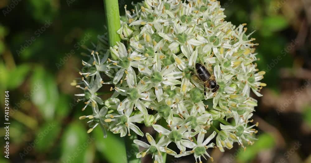 European Honey Bee on white flower. Latin name is Apis mellifera. Honey Bees insects collect pollen and pollinates white blossom in spring time close-up. Macro close up shot of bee pollinating flower