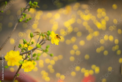 Ochna integerrima, popularly called yellow mai flower. In Cambodia. bright yellow ochna integerrima flower,yellow hoa mai or ochna integerrima get bloom in the morning,Single Ochna integerrima blossom photo