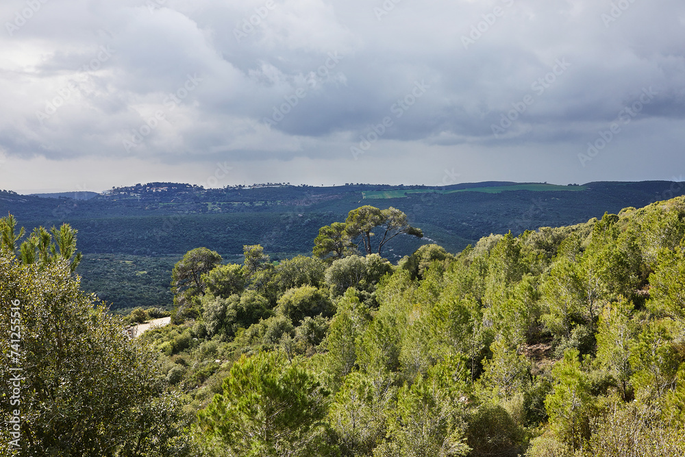 Scenic view from mount carmel in haifa with coniferous and deciduous trees and storm clouds