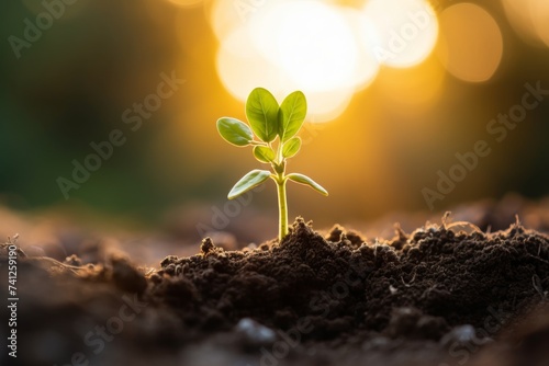 New beginnings. fresh green seedling emerges from nutrient-rich soil, reaching for warm sunlight