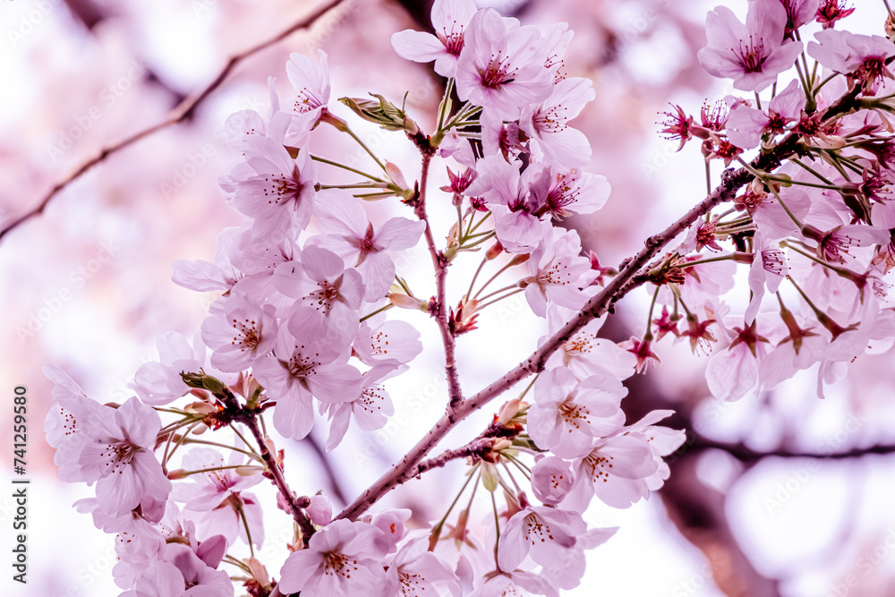 満開の桜の花のフレーム、背景素材、バックグラウンド、バナー、ヘッダー素材、ソメイヨシノ