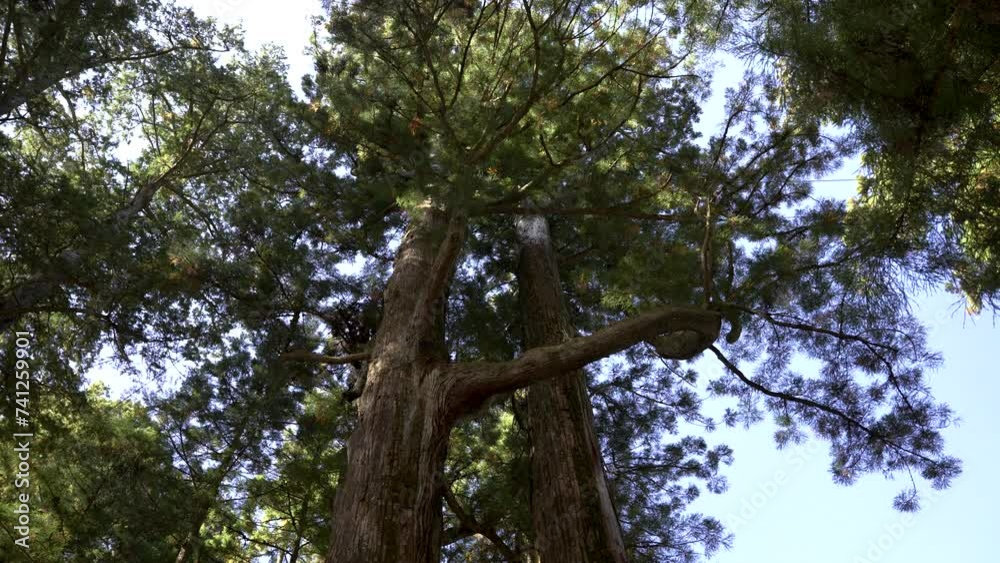 Looking Up At Cedar Trees In Koyasan Forest Slow Motion Rotating Shot Looking Up At Cedar Trees In Koyasan Forest Slow Motion Rotating Shot