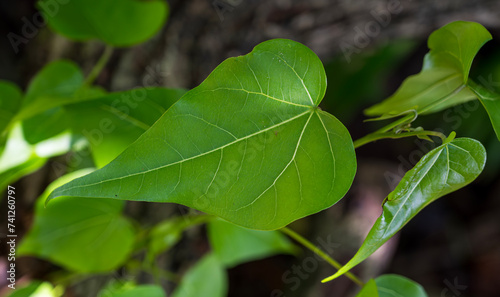 Detail of green leaf of Thespesia populnea. Dark blurred background. photo