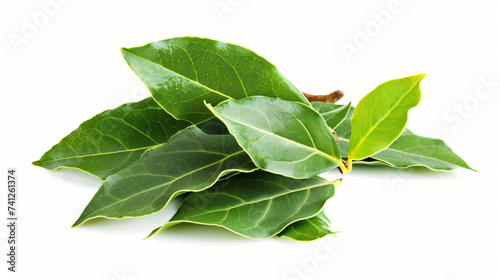 Aromatic fresh bay leaves photo