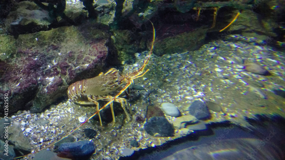 Underwater view of a lobster among rocks, with marine life visible in the dimly lit surroundings.