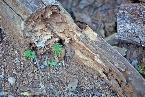 bark of a tree