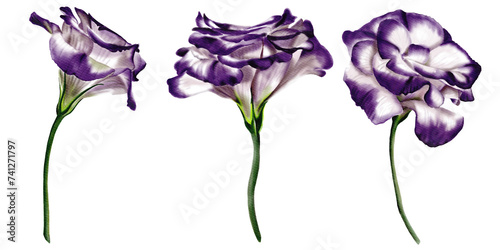 eustoma and lisianthus. three flowers of white and purple. digital illustration.