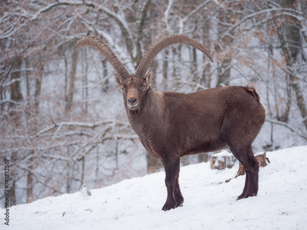 Bouquetin des Alpes en hiver Bouquetin des Alpes en hiver