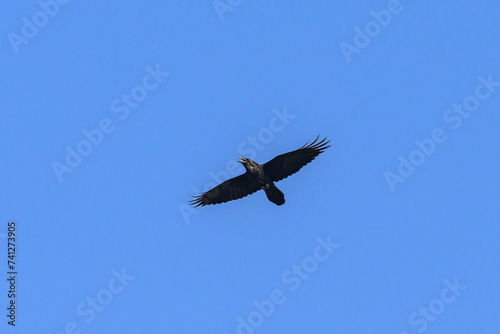 A northern raven in flight on a sunny day in summer