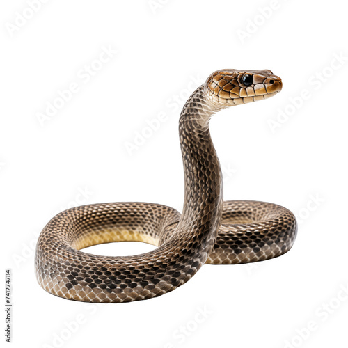 Close up of a snake isolated on white and transparent background. Ideal for use in advertising. Generative ai