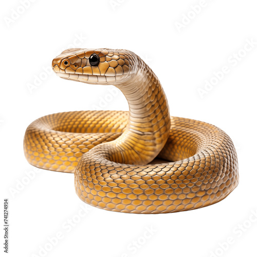 Close up of a snake isolated on white and transparent background. Ideal for use in advertising. Generative ai © Dima