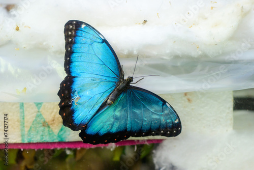Morpho peleides, blue tropical butterfly photo