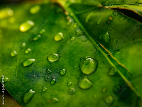 Stunning close up of a tropical plant leaf covered in fresh rain drops.
