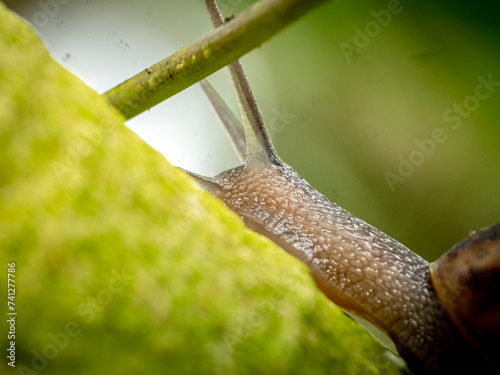 Stunning close up of a snail on top of a moss covered log