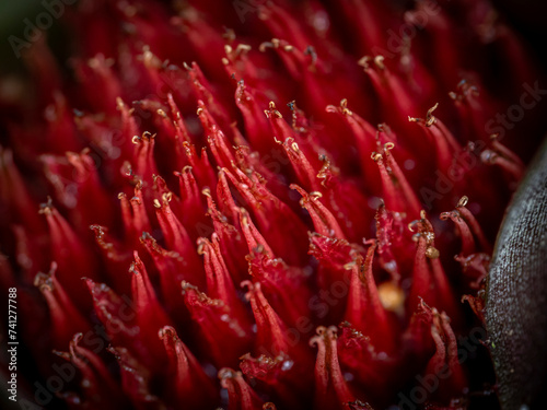 Stunning close up of tropical plant leaves. Macro photography of close up details of tropical plants.