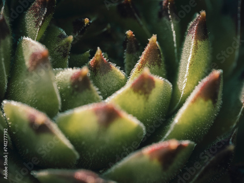 Stunning close up of tropical plant leaves. Macro photography of close up details of tropical plants.