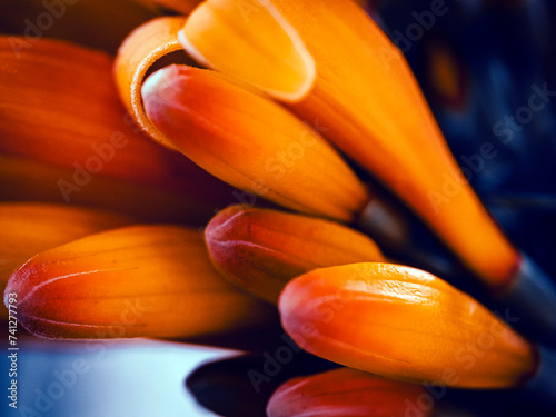 Stunning close up of tropical plant leaves. Macro photography of close up details of tropical plants.