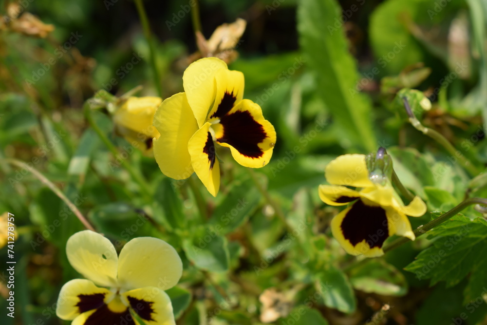 Flowers, plants,Summer