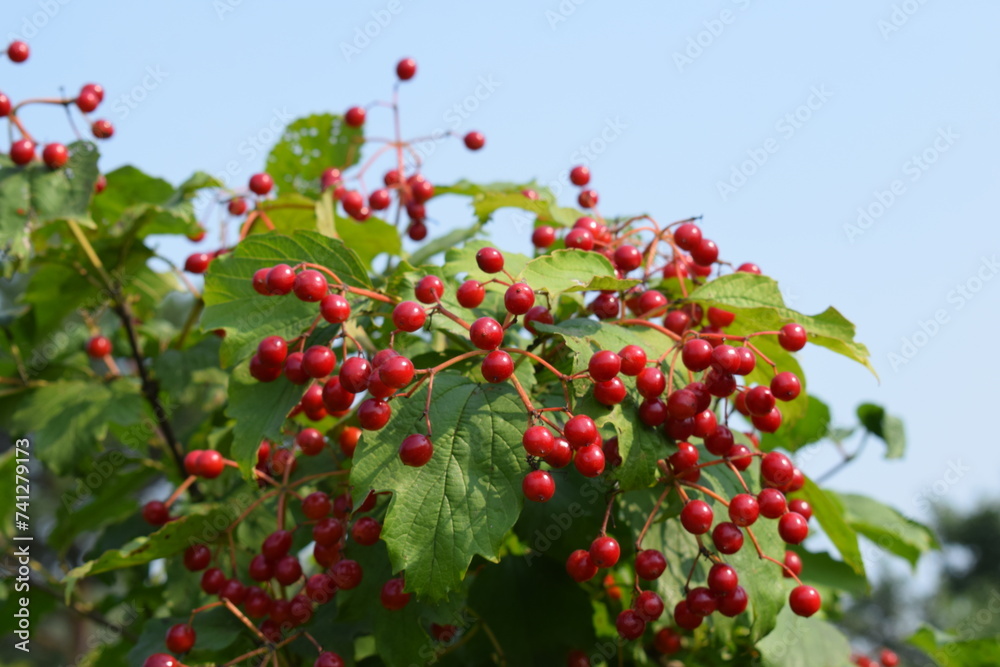 Obraz premium Flowers, plants,Summer