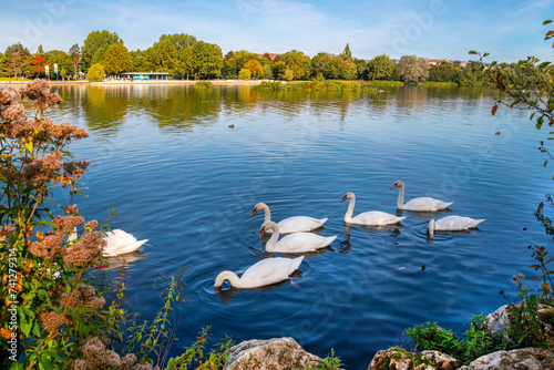 Fototapeta Naklejka Na Ścianę i Meble -  Wöhrder See recreation area with swans , Nuremberg